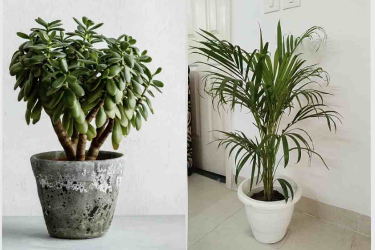 le piante da prendere