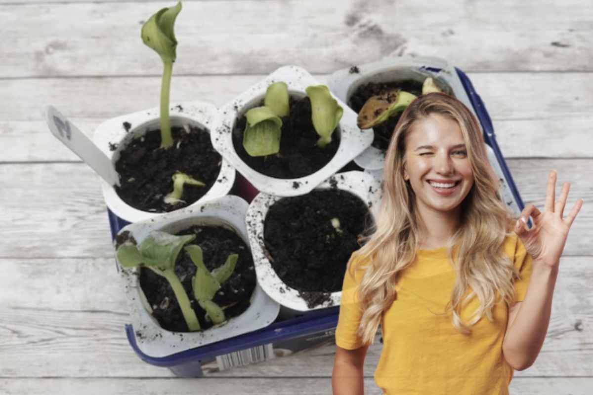 Riutilizzare i vasetti dello yogurt non è solo una pratica ecologica che riduce i rifiuti di plastica, ma anche un modo concreto per avvicinarsi