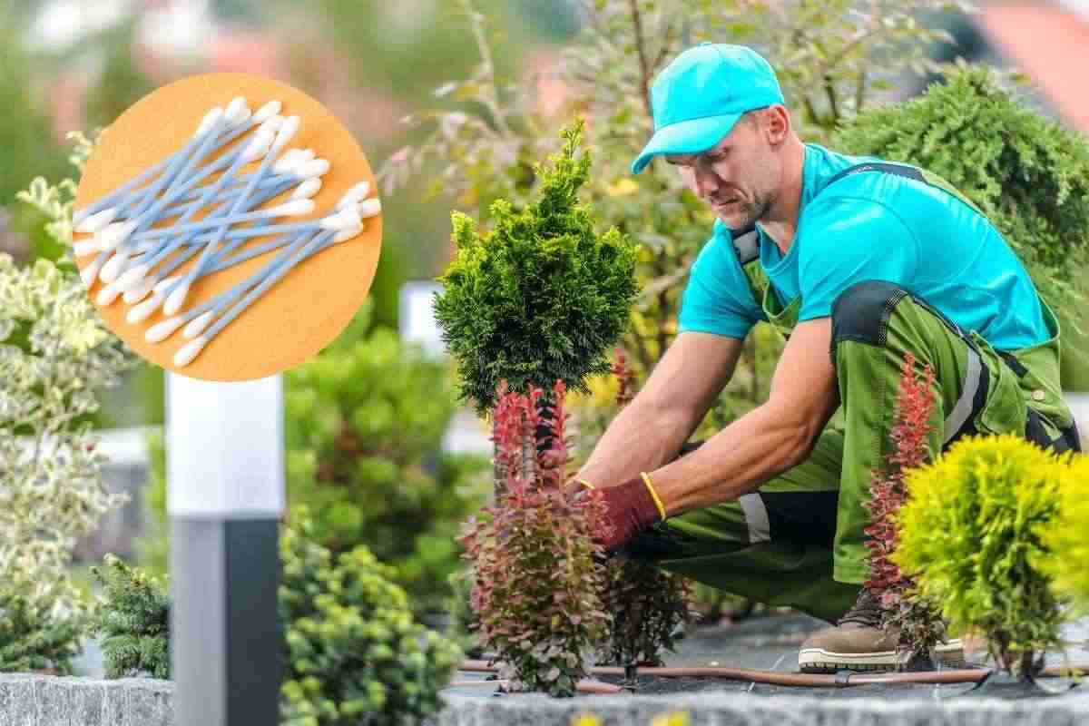 È il trucco che il giardiniere non ti dice
